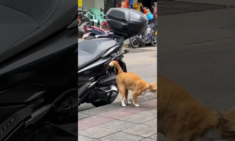 Funny cat and dogs 😂😂 episode 286 #cat #funny #dog #animals #shorts