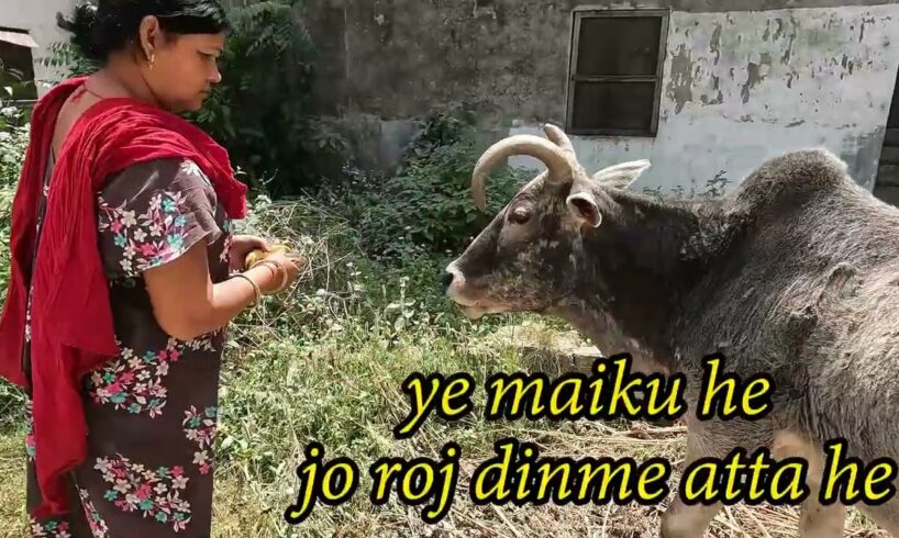 Garmi ke mossam mey animals ke liye pine ka pani jarur rahke