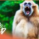 Gibbons: The Forgotten Apes In Peril (Wildlife Documentary) | Real Wild
