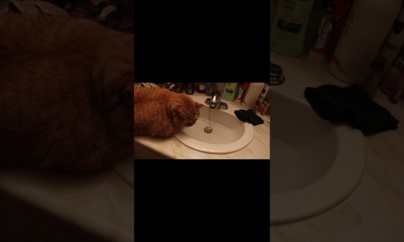 Ginger playing with water drops!  So cute!  #cat #cutecat #kitten #animals #pets #water