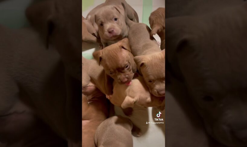 Gmorningg beautiful pups❤️‍🔥 #dogs #happy #americanbully #pitbull #cute #puppies #viral