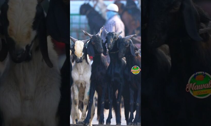 Goat Head Curry 🐐 GOAT Head Cutting Skills.. Nawabs kitchen