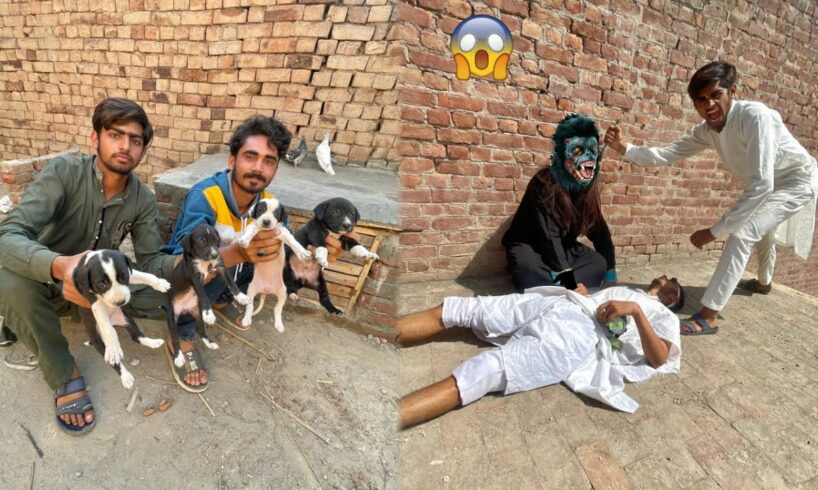 Gorilla Ne Chachu Par Attack Kar Dea 😰 Cute Puppies Le Aye Mini Zoo Ma 😰