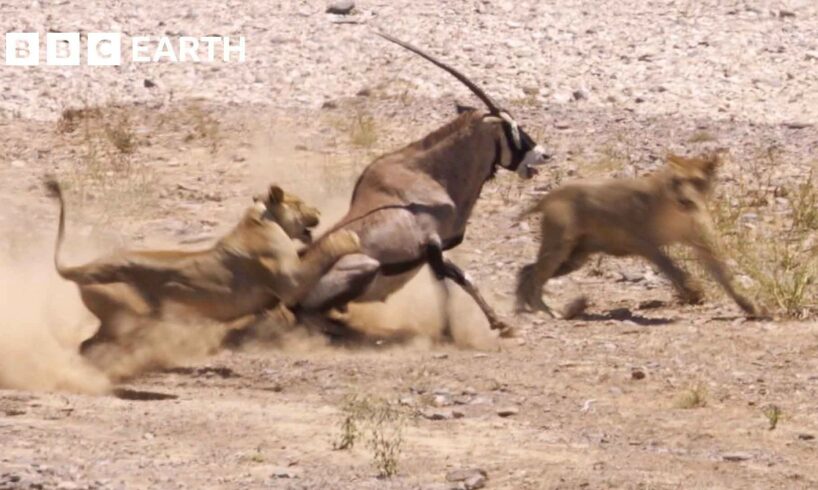 Greatest Fights In The Animal Kingdom Part 4 | BBC Earth