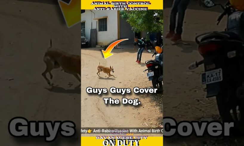 Guys Cover The Dog 💕 । Street Dog Vaccine With sterilization Program #shorts #dog #rescue