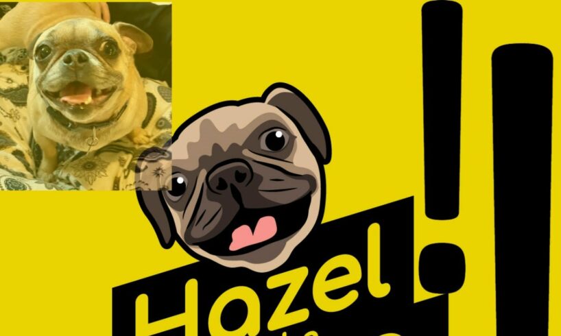 Hazel and Miss Lucinda describe being Rescue Dogs #dogshorts