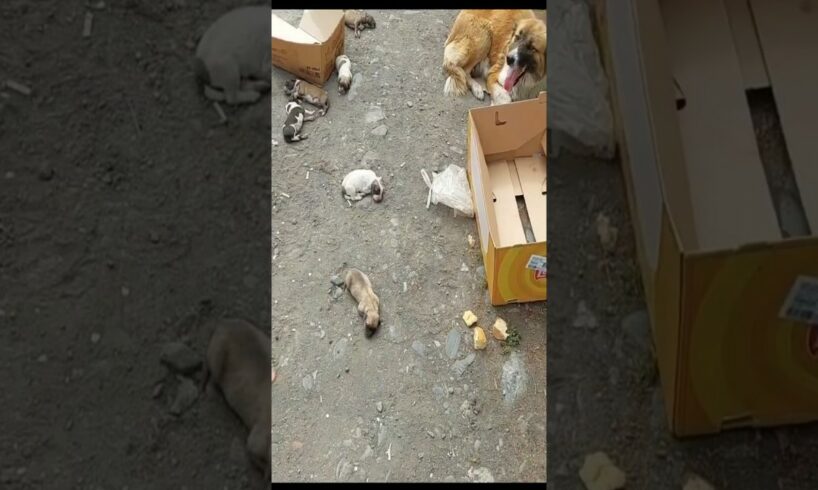 Heartbreaking mom & her newborn puppies were thrown away without any mercy. Some couldn't survive
