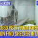Heartwarming Stories of Rescued Pets from Lviv Shelter