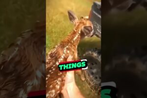 Heroic Dog Rescues Fawn from Drowning #videos #shorts #youtubeshorts