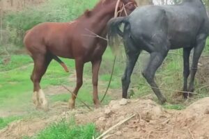 Horse Mating Donkey - Donkeys Breeding - Animals Mating Compilation 2023 #donkeymeeting #shorts