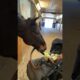 Horse pulls faces to make baby laugh 🤣 (🎥: ViralHog)