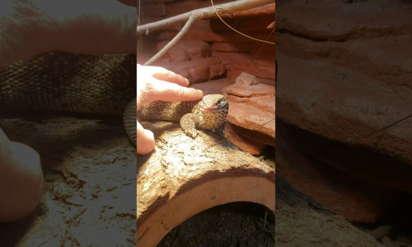 How Smart are Ackie Monitors? #shorts #reptiles #ackiemonitor #animals #animalshorts