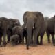 How To Identify Some of the Elephants in the Rescued Herd