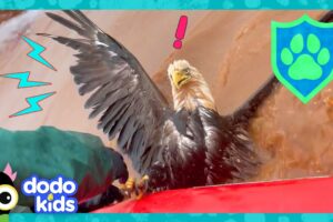 How Will Rescuers Save This Eagle? | Dodo Kids | Rescued!