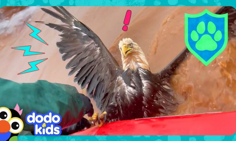 How Will Rescuers Save This Eagle? | Dodo Kids | Rescued!