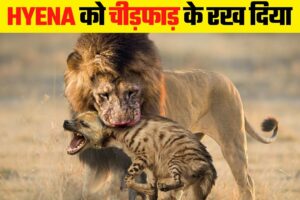 Hyena ने गलत जानवर से पंगा ले लिया | When Hyenas Messed with the Wrong Opponent
