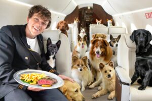 I Rescued Street Dogs On A Private Jet