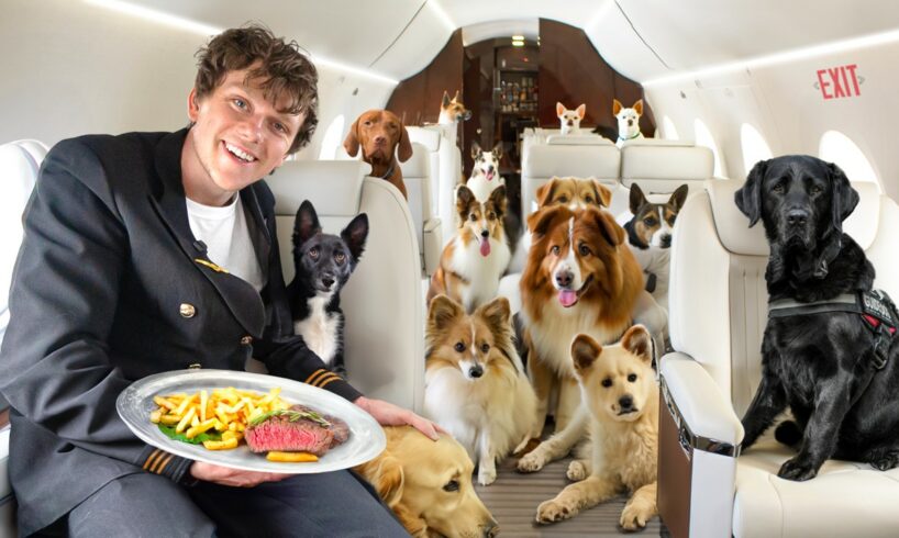 I Rescued Street Dogs On A Private Jet