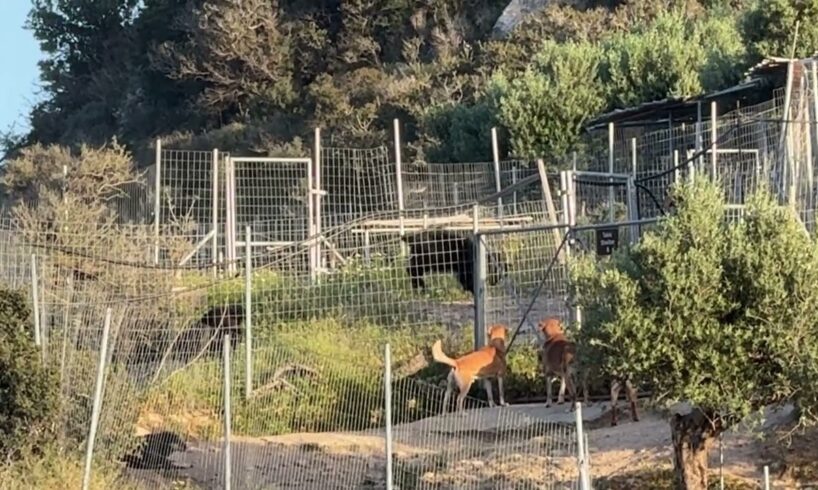 I am spying on the goats - Takis Shelter