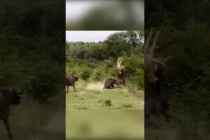 Injured Lion Fights Buffalo #shorts