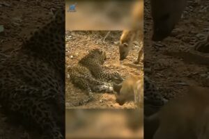 Injured leopard fight a pack of hyenas | hyena vs leopard #animalfight