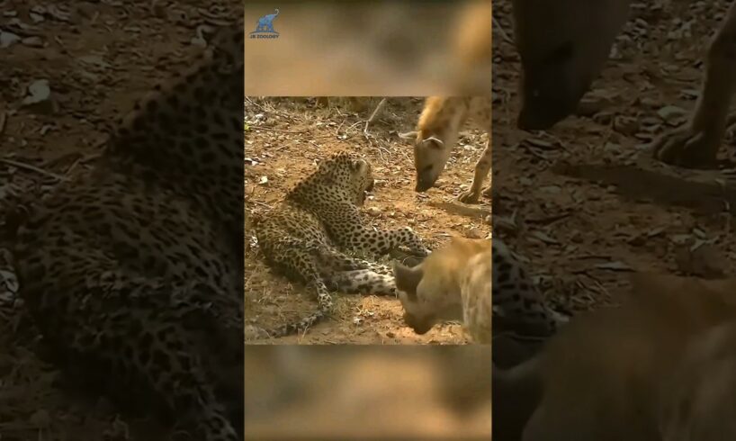 Injured leopard fight a pack of hyenas | hyena vs leopard #animalfight