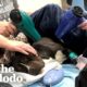 It Took Hours To Warm Up This Pittie Found In The Freezing Cold | The Dodo