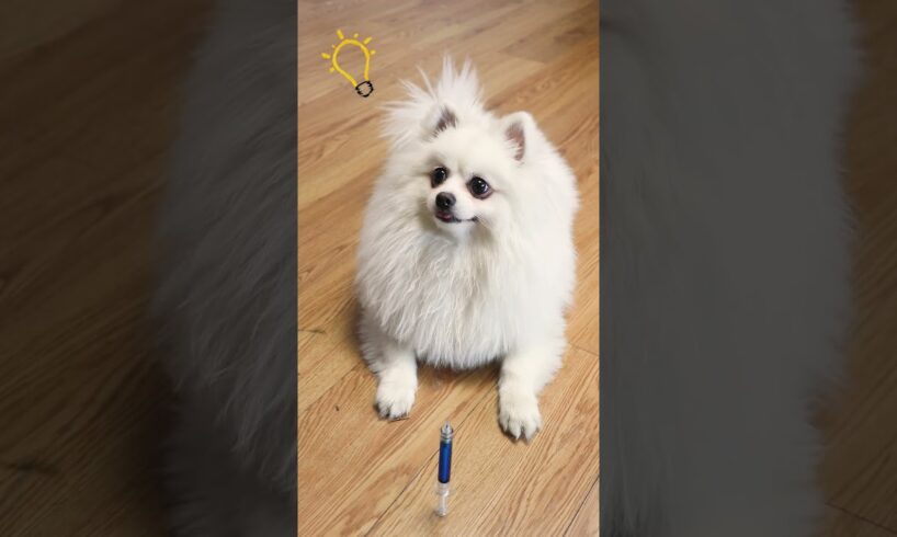 It turned out to be a pencil! #dog #nico #funny #funnycute #cute