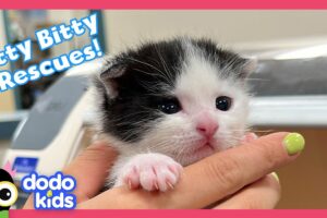 Itty Bitty Puppies and Kittens Need Homes! | Dodo Kids | Rescued!