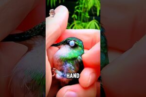 Kind Man Rescues Hummingbird's Life! 🥹 #shorts