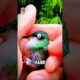Kind Man Rescues Hummingbird's Life! 🥹 #shorts