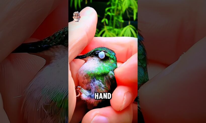 Kind Man Rescues Hummingbird's Life! 🥹 #shorts