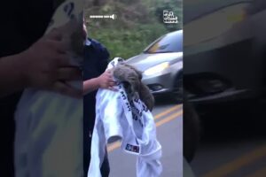Kind Stranger Rescues Sloth from Street