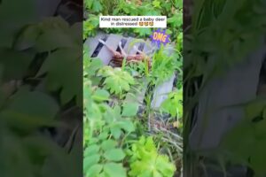 Kind man rescued a baby deer in distressed #shorts