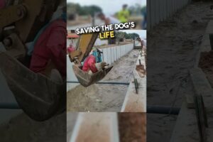 Kind workers rescues stray dog from drowning🥹❤️#shorts