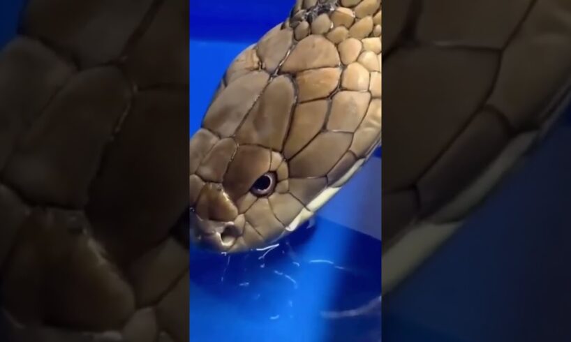 King cobra drinking water 💦 #snake #cobra #reptiles #wildlife #animals #dangerous #reptilelover