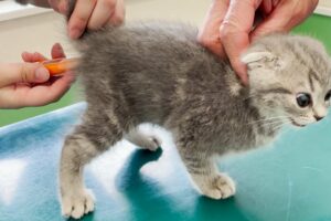 Kitten Lulu screaming at the first hospital