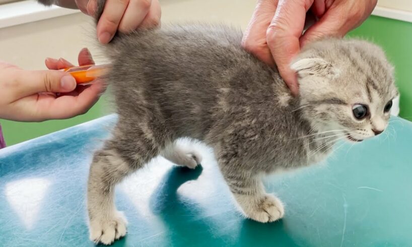 Kitten Lulu screaming at the first hospital