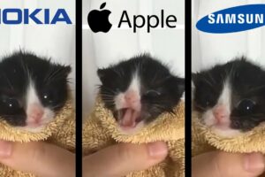 Kitten Meows but famous phone ringtones