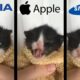 Kitten Meows but famous phone ringtones