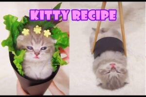 🥰Kitty Recipe💗 Kitty Roll and Sushi - Super cute kitten tiny baby cat Episode 2