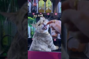 Kitty Rescue! Lady Frees Cat from Vending Machine 🐱❤️ #shorts