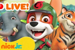 🔴 LIVE: PAW Patrol Animal Rescues & Adventures! 🐯 w/ Tracker | Nick Jr.