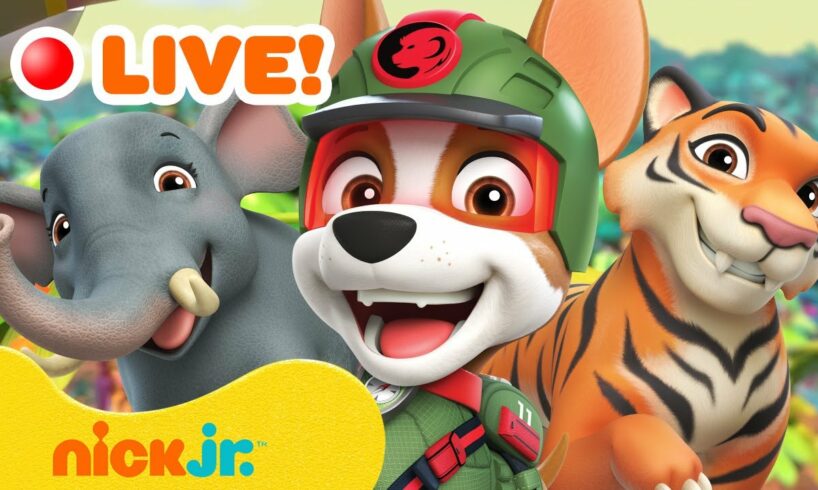 🔴 LIVE: PAW Patrol Animal Rescues & Adventures! 🐯 w/ Tracker | Nick Jr.