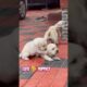 Labrador retriever cute puppies 🥰 #shorts #short  | @AnantRastogi  | THE SULTAN DOG
