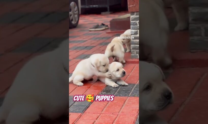 Labrador retriever cute puppies 🥰 #shorts #short  | @AnantRastogi  | THE SULTAN DOG