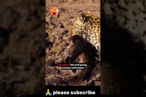 Leopard CATCHES A FISH!