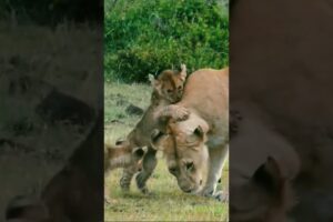Lion Cubs Playing with Mom | #shorts#lions#animals