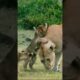 Lion Cubs Playing with Mom | #shorts#lions#animals