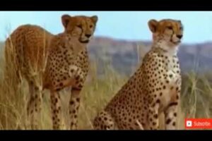 Lion vs Leopard   Most Amazing Moments Of Wild Animal Fights